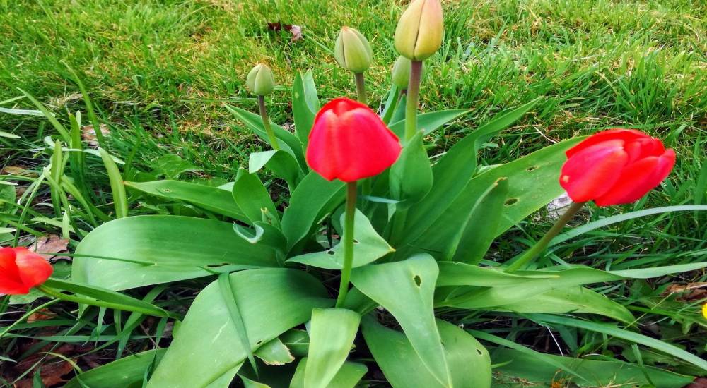 Tulips in my garden